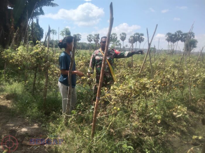 Monitoring Kebun Tomat, Babinsa Ajak Petani Tingkatkan Produktivitas Pertanian