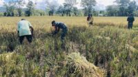 Panen Padi di Praimadita, Babinsa Perkuat Sinergi dengan Petani