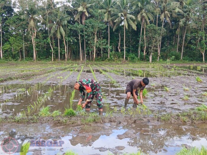 Dukung Swasembada Pangan, Babinsa Kodim 1601/Sumba Timur Dampingi Petani