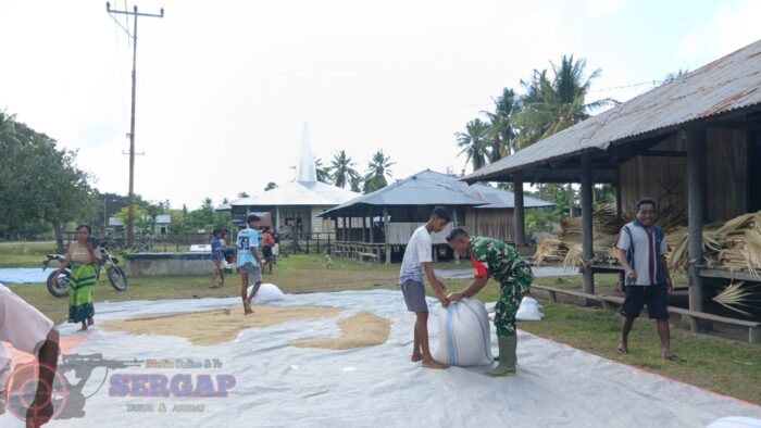 Serka Dominggus Lay Turun ke Sawah, Dukung Panen Padi dan Semangati Petani
