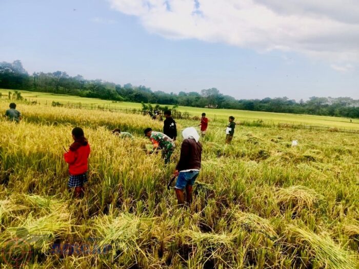 Panen Bersama Petani, Babinsa Karera Perkuat Gotong Royong dan Ketahanan Pangan