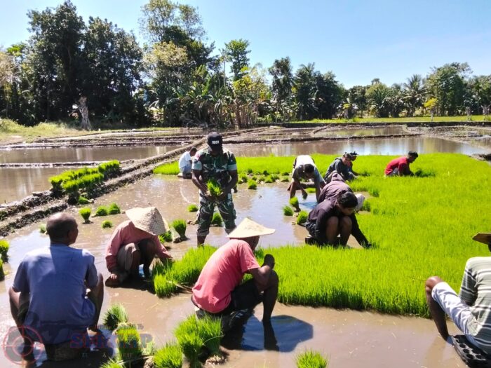 Percepat Tanam Padi, Babinsa Pahunga Lodu Ringankan Beban Petani