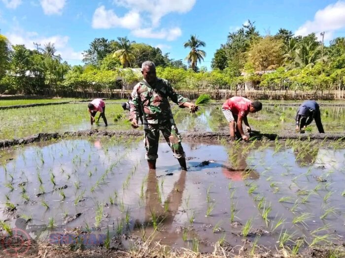 Hari Libur, Babinsa Pahunga Lodu Tetap Dampingi Petani Tanam Padi