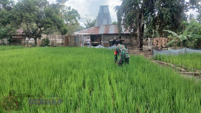 Dukung Swasembada Pangan, Babinsa Koramil 04/Tabundung Pantau Pertumbuhan Padi di Desa Karita