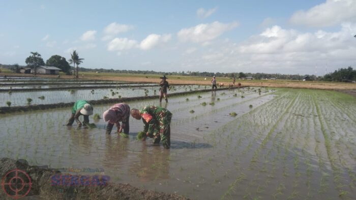Dukung Swasembada Pangan, Babinsa Bantu Petani Tanam Padi di Desa Wanga
