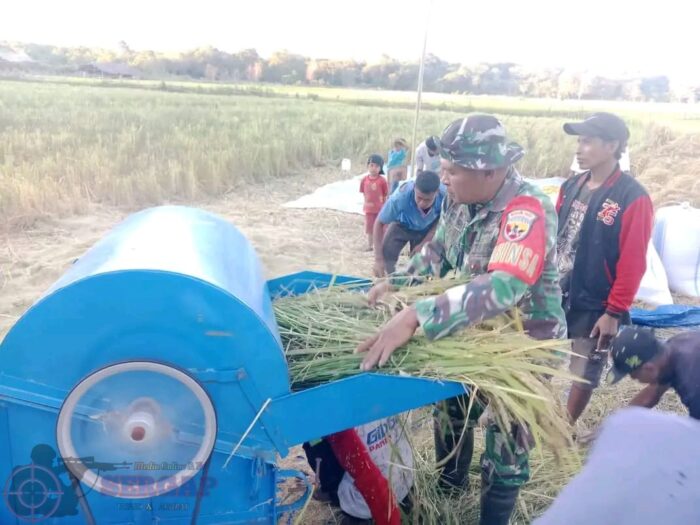 Sinergi TNI dan Petani di Karera, Perontokan Padi Dipercepat