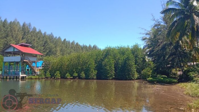 Mangrove Mesti Diselamatkan, Aliansi Jurnalis Lingkungan Siap Gelar Aksi