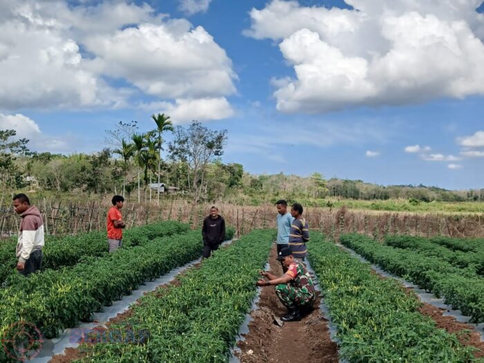 Monitoring Kebun Cabai, Babinsa Perkuat Sinergi dengan Petani di Lewa Paku