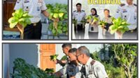 Lapas Waikabubak Panen Pakcoy, Warga Binaan Dibekali Keterampilan untuk Hidup Mandiri