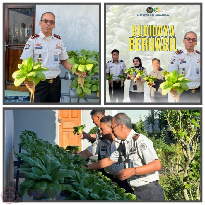 Lapas Waikabubak Panen Pakcoy, Warga Binaan Dibekali Keterampilan untuk Hidup Mandiri