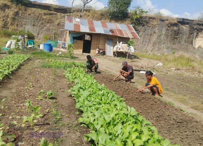 Tak Kenal Hari Libur, Babinsa Waingapu Bantu Petani Bersihkan Gulma Tanaman Sayur