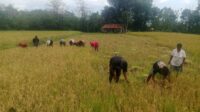 Dukung Ketahanan Pangan, Babinsa Karera Bantu Petani Panen Padi di Desa Nggongi