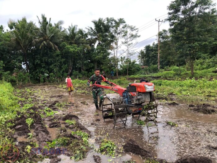 Babinsa Koramil 06/Karera Bantu Petani Olah Lahan Sawah dengan Traktor di Desa Tadulla Jangga