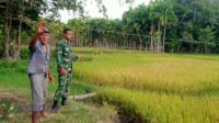 Melalui Patroli Wilayah, Babinsa Hadir Bantu Petani Amankan Hasil Panen Padi