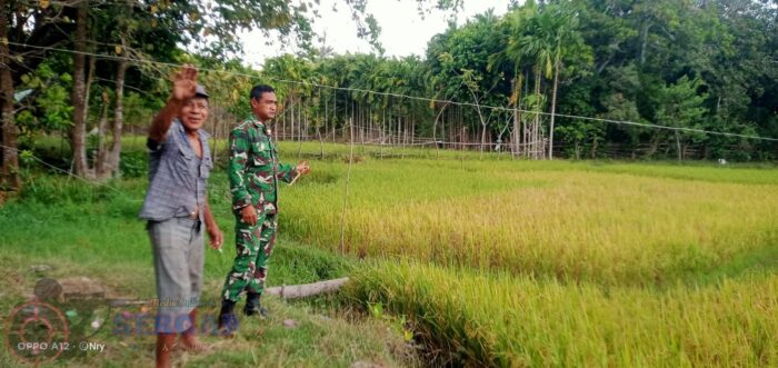 Melalui Patroli Wilayah, Babinsa Hadir Bantu Petani Amankan Hasil Panen Padi