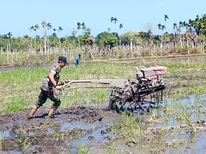 Babinsa Koramil 03/Pahunga Lodu Bantu Petani Olah Lahan Sawah dengan Traktor di Wulla Waijelu
