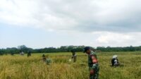 Babinsa Koramil 06/Karera Bantu Petani Panen Padi, Wujud Nyata Dukungan Ketahanan Pangan