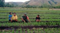 Babinsa Koramil 05/Waingapu Bantu Petani Gemburkan Tanah untuk Tanaman Bawang Merah