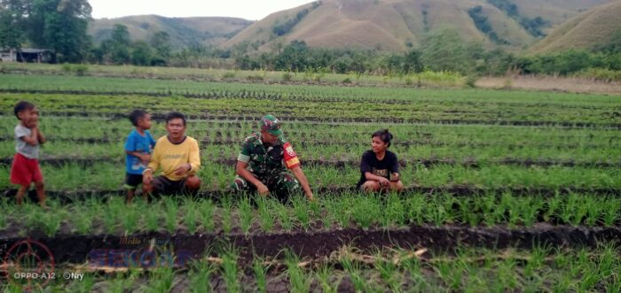 Babinsa Koramil 05/Waingapu Bantu Petani Gemburkan Tanah untuk Tanaman Bawang Merah