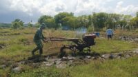Tak Kenal Lelah, Babinsa Koramil 03/Pahunga Lodu Bantu Petani Bajak Sawah