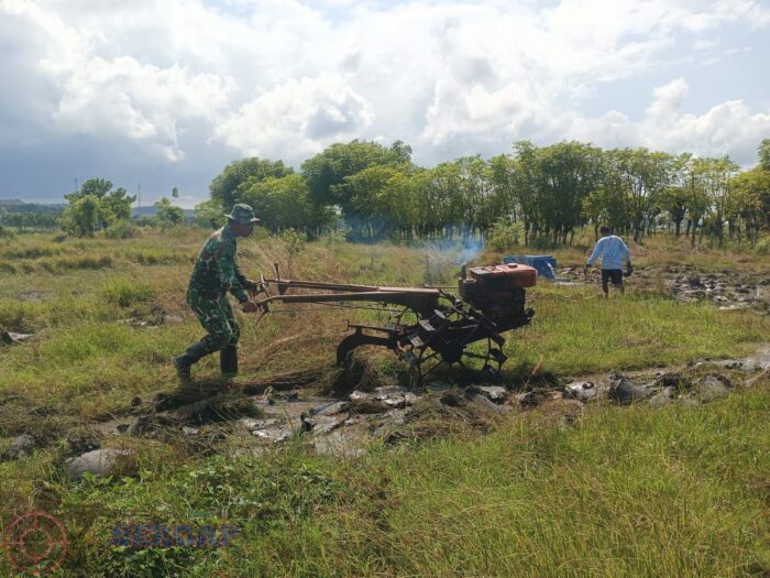 Tak Kenal Lelah, Babinsa Koramil 03/Pahunga Lodu Bantu Petani Bajak Sawah