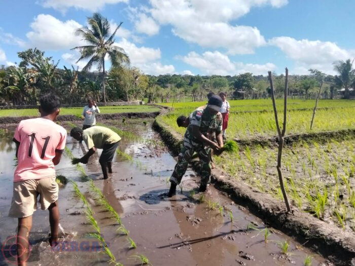 Dukung Ketahanan Pangan, Babinsa Koramil 03/Pahunga Lodu Dampingi Petani Tanam Padi