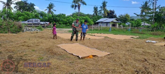 Dukung Ketahanan Pangan, Babinsa Karera Dampingi Petani Jemur Padi Pascapanen di Desa Kakaha