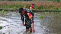 Tak Kenal Hari Libur, Babinsa Tabundung Dampingi Petani Tanam Padi Dukung Ketahanan Pangan