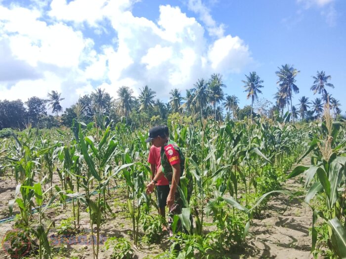 Tak Kenal Hari Libur, Babinsa Koramil 03/Pahunga Lodu Pantau Tanaman Jagung Warga