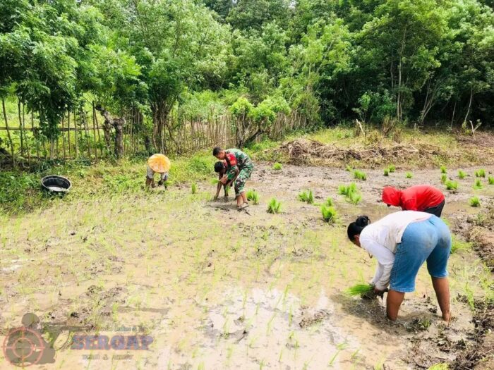 Dukung Ketahanan Pangan, Babinsa Karera Bantu Petani Tanam Padi di Desa Nggongi