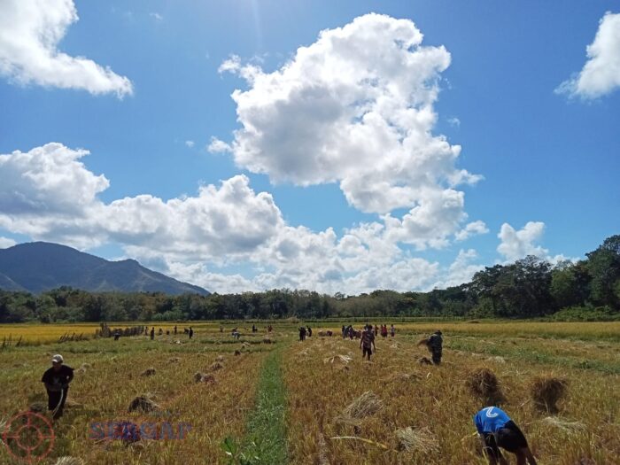 Dukung Ketahanan Pangan, Babinsa Karera Bantu Petani Panen Padi