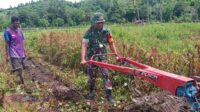 Dukung Swasembada Pangan, Babinsa Tabundung Bantu Petani Bajak Sawah