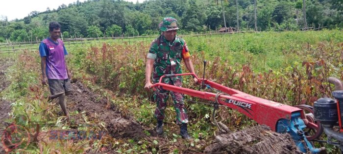 Dukung Swasembada Pangan, Babinsa Tabundung Bantu Petani Bajak Sawah
