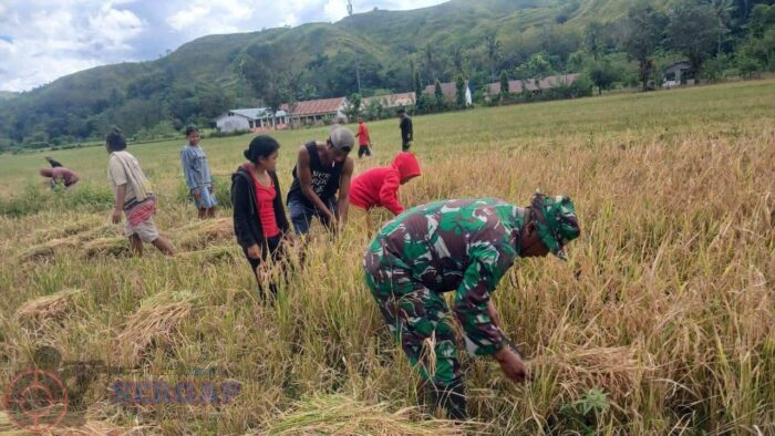 Dukung Ketahanan Pangan, Babinsa Tabundung Dampingi Petani Saat Panen