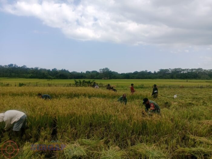 Dukung Swasembada Pangan, Babinsa Karera Bantu Petani Panen Padi di Desa Nggongi
