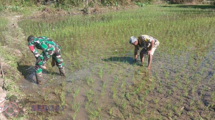 Babinsa Koramil 04/Tabundung Dampingi Petani Menyulam Tanaman Padi yang Rusak
