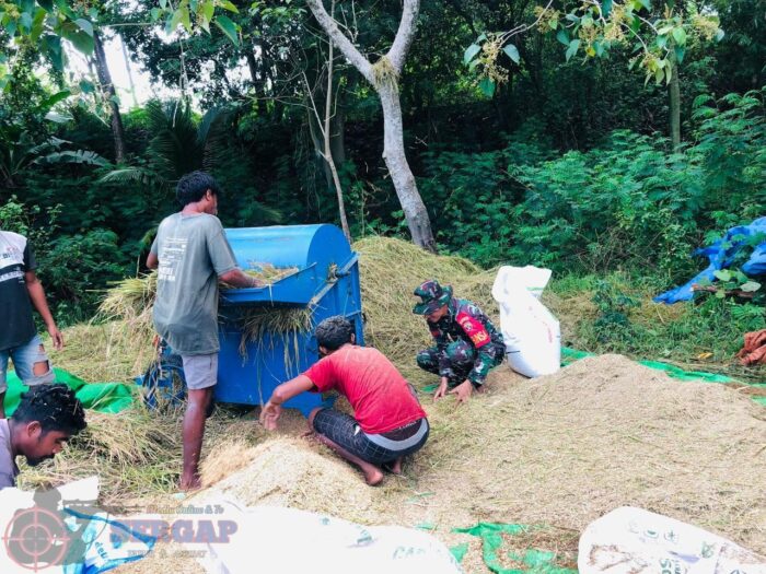 Peduli Petani, Babinsa Koramil 06/Karera Turun Langsung Bantu Perontokan Padi