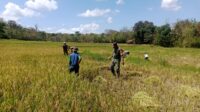 Dukung Ketahanan Pangan, Babinsa Karera Dampingi Petani Panen Padi