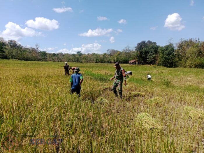 Dukung Ketahanan Pangan, Babinsa Karera Dampingi Petani Panen Padi
