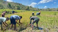 Peduli Ketahanan Pangan, Babinsa Koramil 06/Karera Bantu Warga Panen Padi