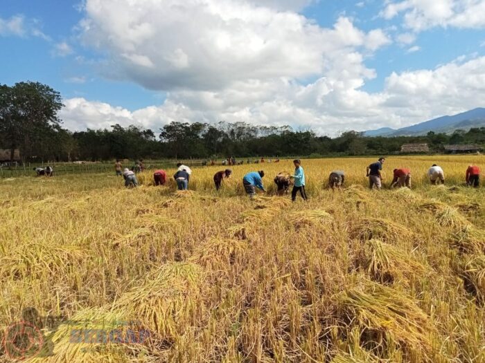 Babinsa Karera Tak Sekadar Kawal Keamanan, Turun Sawah Dampingi Petani Panen Padi