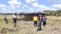 Usai Panen Padi, Babinsa Lewa Dorong Warga Jangan Biarkan Sawah Menganggur
