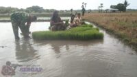 Usai Ibadah, Warga Langsung ke Sawah, Babinsa Wanga Ikut Cabut Bibit Padi