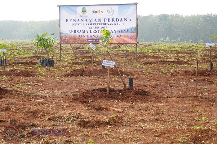Dari Singkong Kembali ke Karet, Jalupang Subang Dikebut Jadi Kebun Produktif