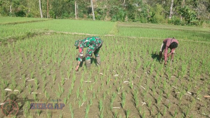 Dukung Ketahanan Pangan, Babinsa Koramil 04/Tabundung Dampingi Warga Rawat Tanaman Padi