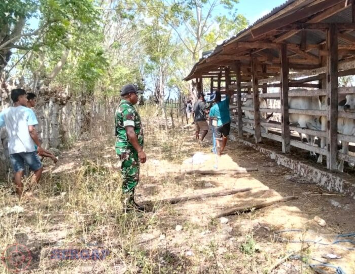 Babinsa Pahunga Lodu Dampingi Tim Peternakan Laksanakan Sensus Sapi di Desa Tanamanang