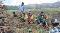 Dukung Swasembada Pangan, Babinsa Koramil 05/Waingapu Bantu Petani Panen Bawang Merah