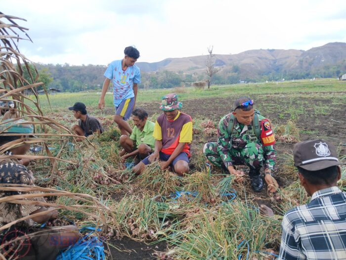 Dukung Swasembada Pangan, Babinsa Koramil 05/Waingapu Bantu Petani Panen Bawang Merah