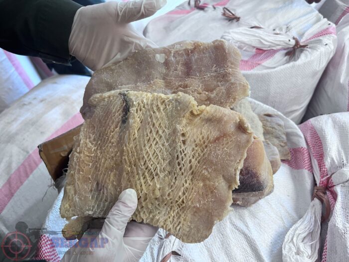 1,23 Ton Daging Hiu Tanpa Sertifikat Nyaris Berlayar ke Lombok, Diamankan di Tenau