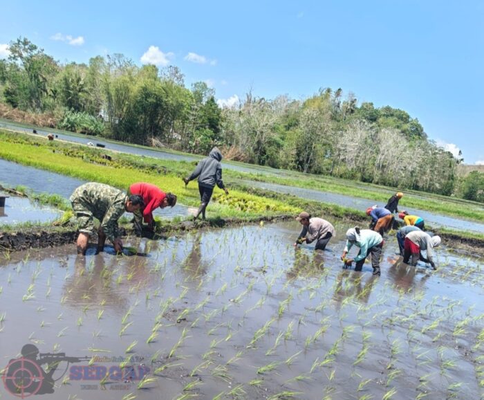 Dukung Ketahanan Pangan, Babinsa Koramil 01/Lewa Bantu Petani Tanam Padi di Desa Praipaha